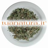 PIANTA OFFICINALE Farfara foglie tagl.tisana - Tossilagine (Tussilago farfara L.) 500 gr