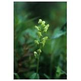 Fiori dell'Alaska GREEN BOG ORCHID (Platanthera obtusata) essenze madri