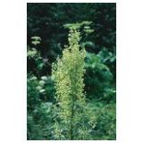 Fiori dell'Alaska MOUNTAIN WORMWOOD (Artemisia tilesii) essenze madri