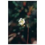 Fiori dell'Alaska ROUND-LEAVED SUNDEW (Drosera rotundifolia) essenze madri