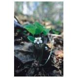 Fiori dell'Alaska WHITE VIOLET (Viola renifolia) essenze madri