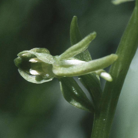 Green Rein Orchid