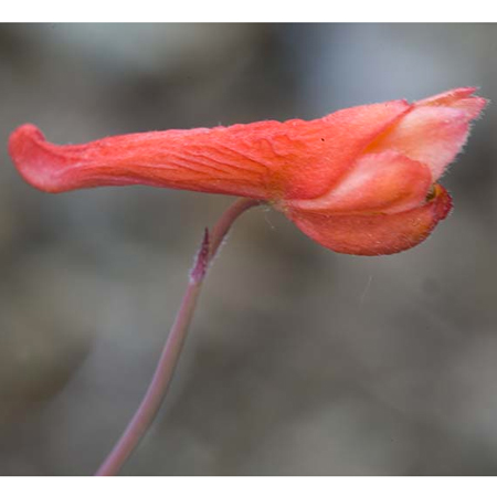 Red Larkspur fiore californiano