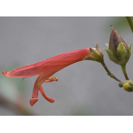 Red Penstemon fiore californiano