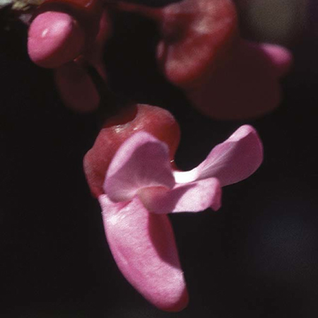 Redbud fiore californiano