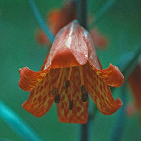 Scarlet fritillary fiore californiano