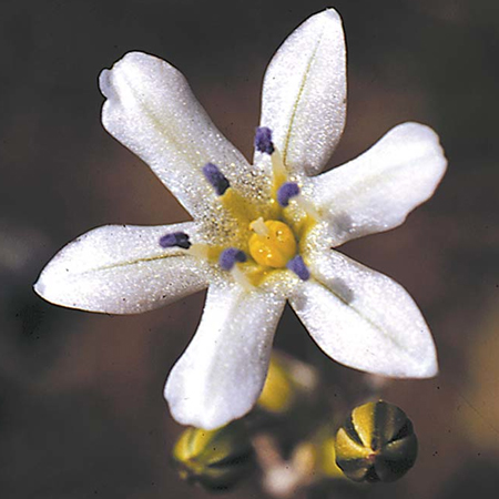 Glassy Hyacinth